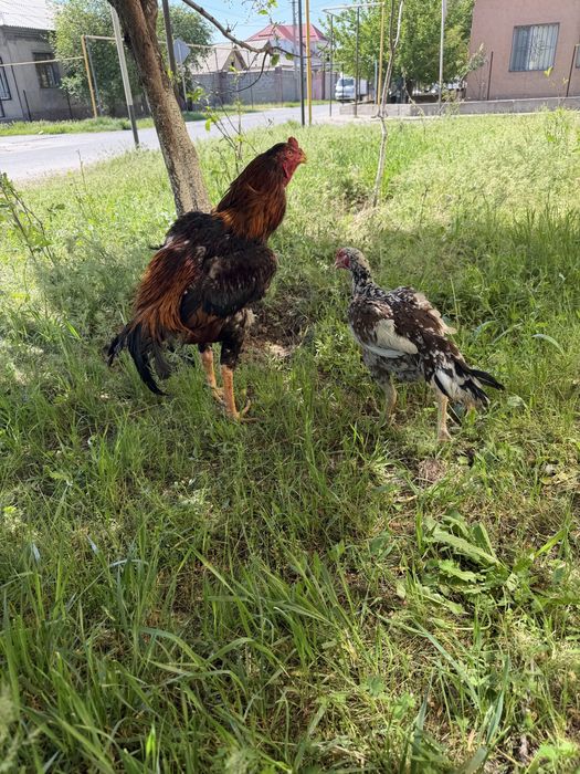 Бойцовский пара 15000 тг