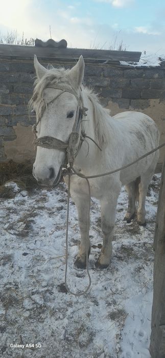 Жуас ат сатылады