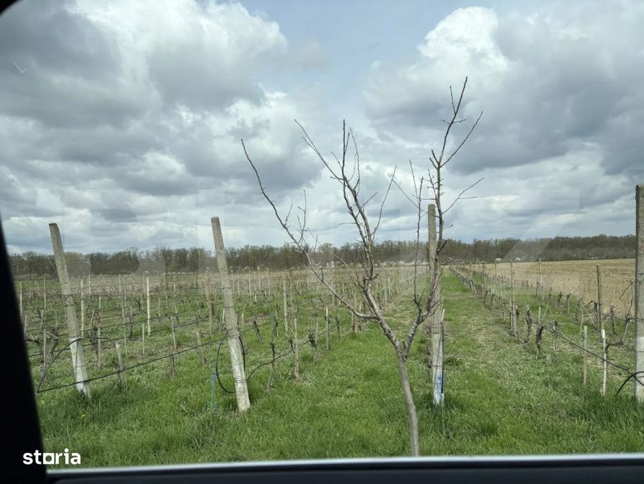 Ferma de nuci - teren agricol, zona Ivesti