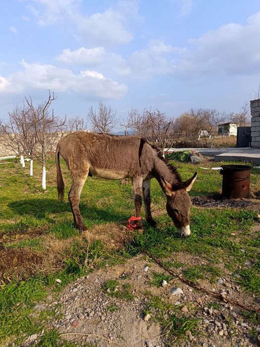 Ешак сотилади срочно