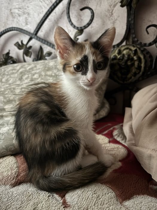 котенок котята в добрые руки