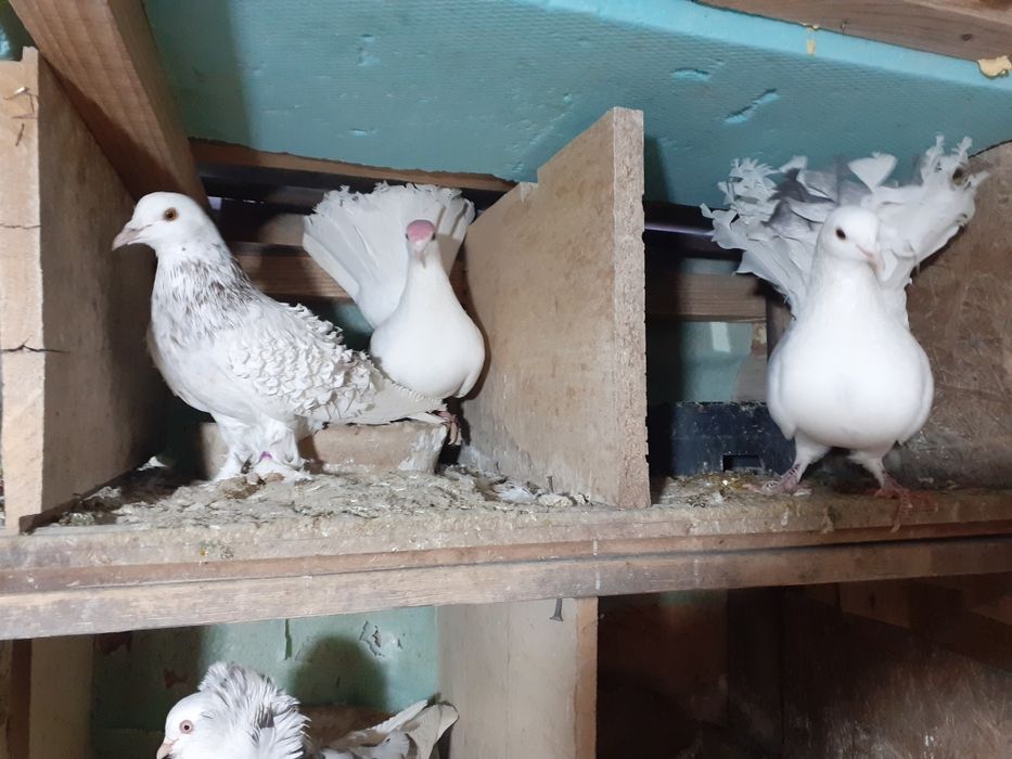 Vând mai multe rase de porumbei de ornament