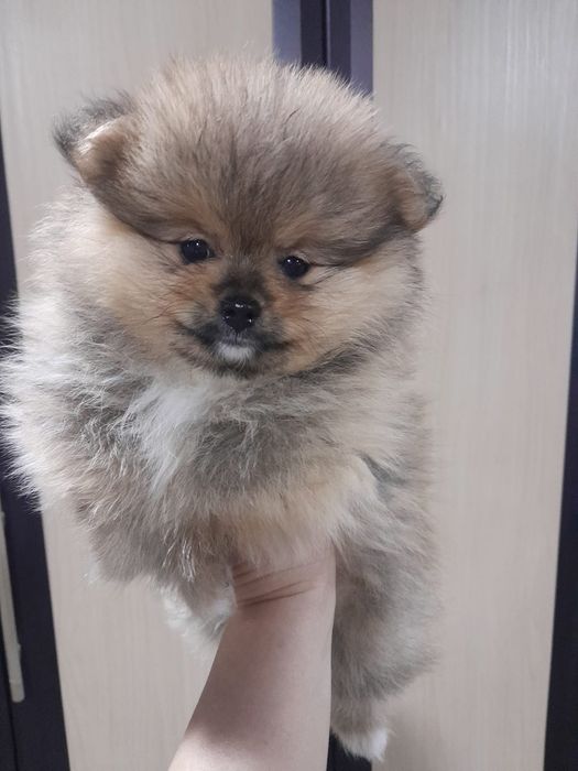 Продам щенков  шпица