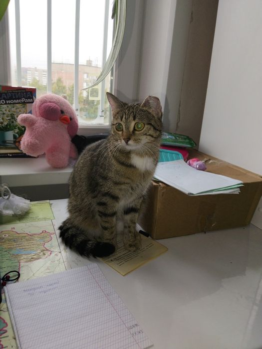 Отдам Кошку в хорошие руки