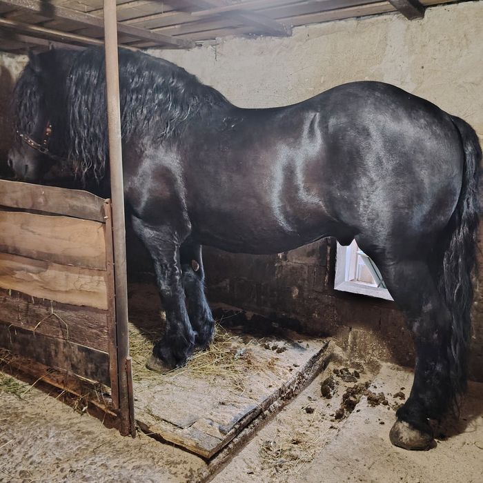 De vânzare armăsar linia Fitero