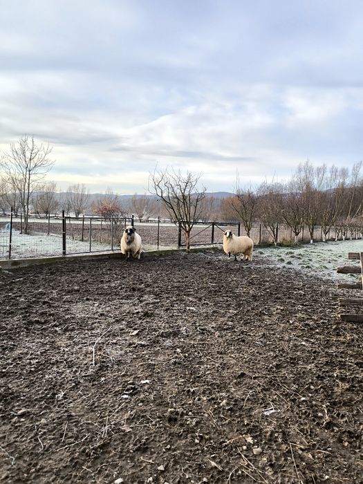 vând berbeci mai multe detalii la numărul de telefon