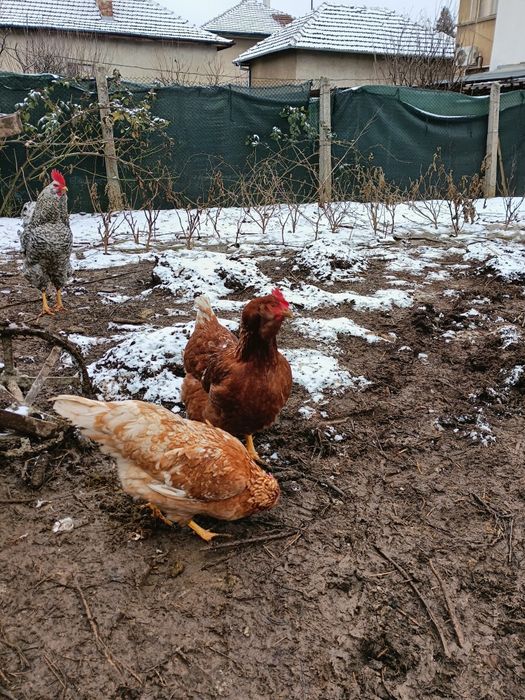 Оплодени яйца от домашни кокошки