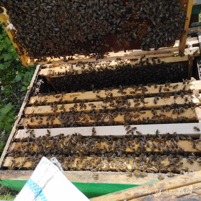 Familii de albine Dadant