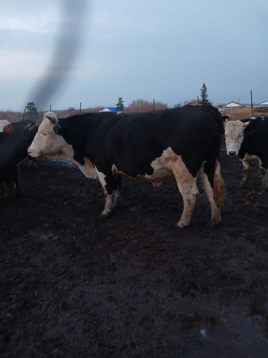 Продается племенной бык