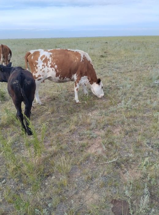 Продам дойных коров.