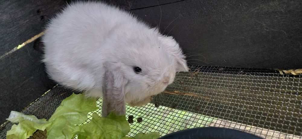 Vând pui berbec pitic