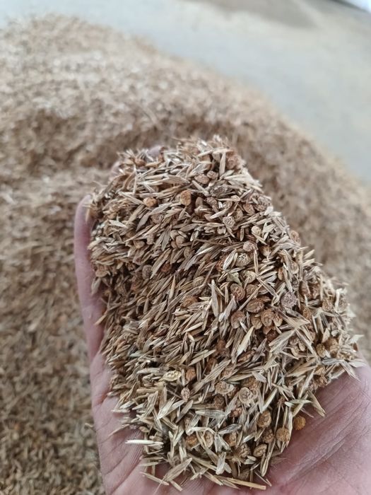 Sămânță Sparceta Certificata, Bromus inermis, Amestec furajer, Iarba