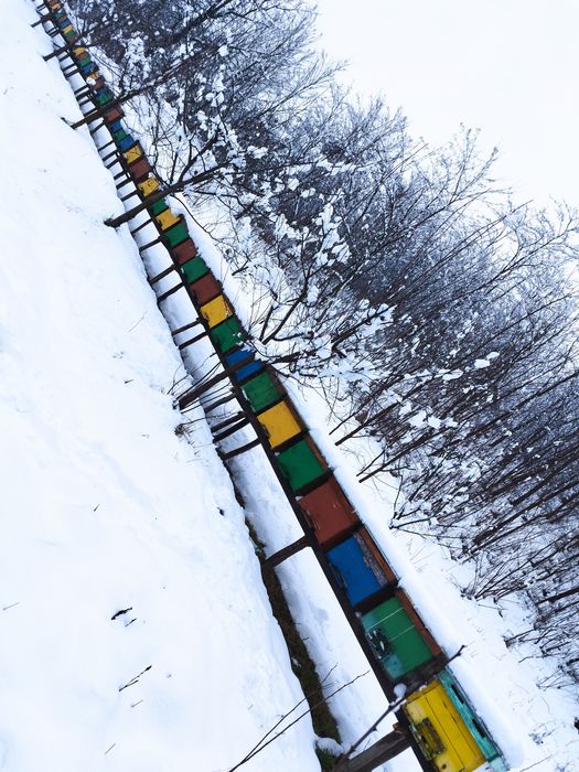 Vând cutii 18 rame fără albină lichidare stupina