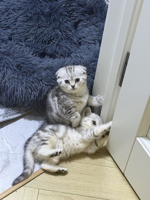 Скоттиш фолд котенок