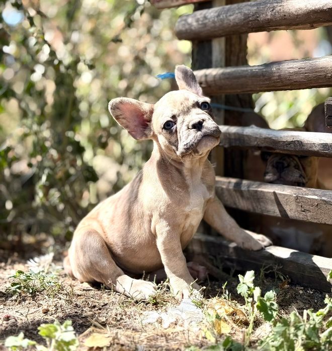 Bulldog francez fetita, ochii albastrii