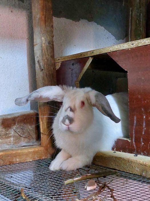 kalifornia quyonlari