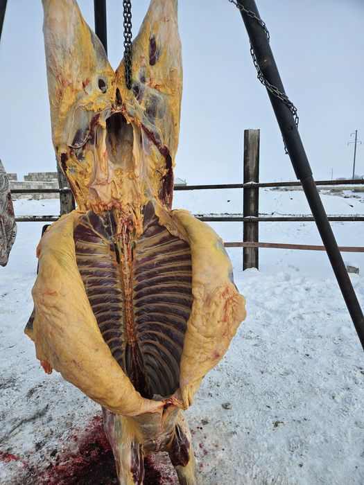 Ет табақ бие Байтал жылқы