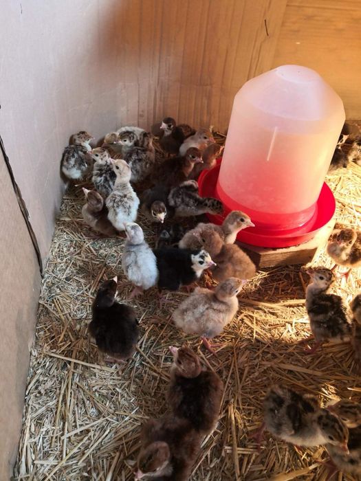 Пуйчета/малки пуйчета/пуйки/пуяци