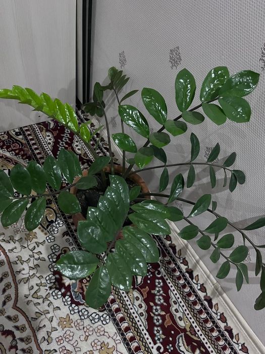 Комнатные растения