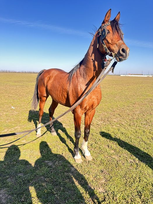 Vand cal pur sange arab