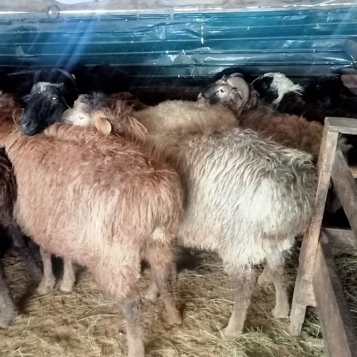 Кой сатылады 50000 ТГ жогары