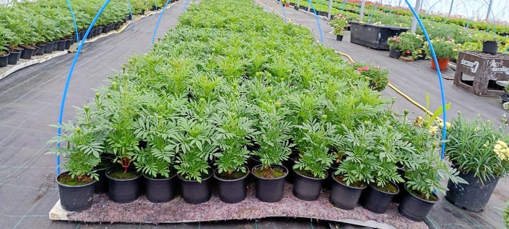 Petunii,muscate, garofițe,bacopa ,petunii curgătoare crăițe