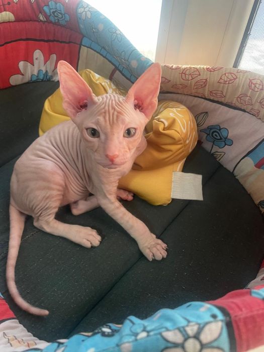 Продаю Донского сфинкса