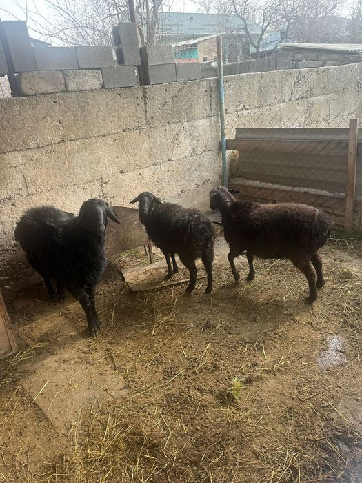 1 қошкар 2 ұрғашы сатылады