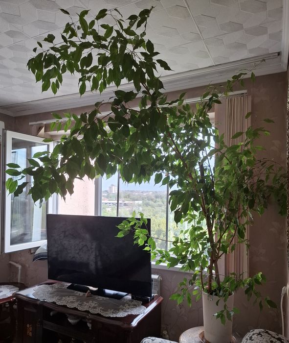 Фикус Бенджамина