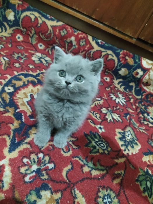 Британиский страйт три