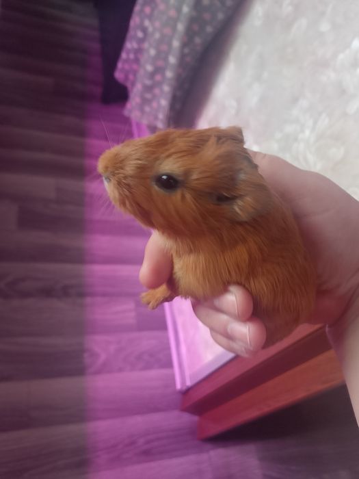 Продам свинку-девочку