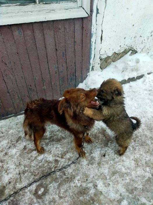 Дарю щенят от  дстойного кабеля