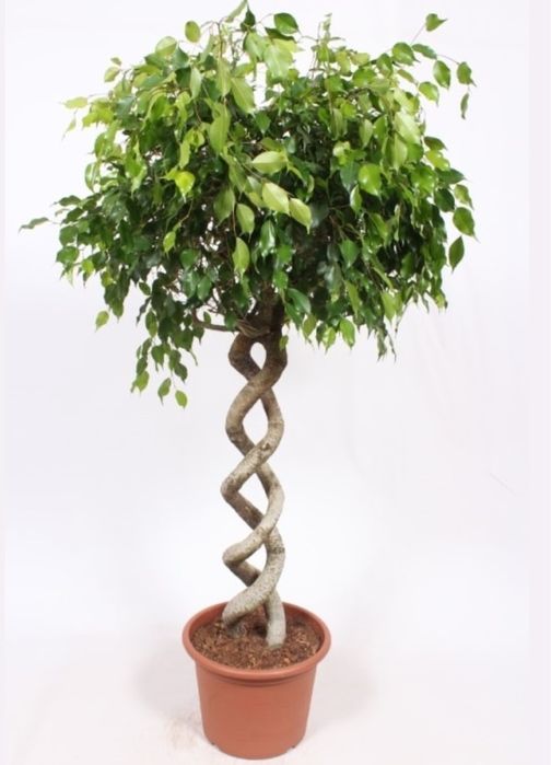 Комнатный гранат