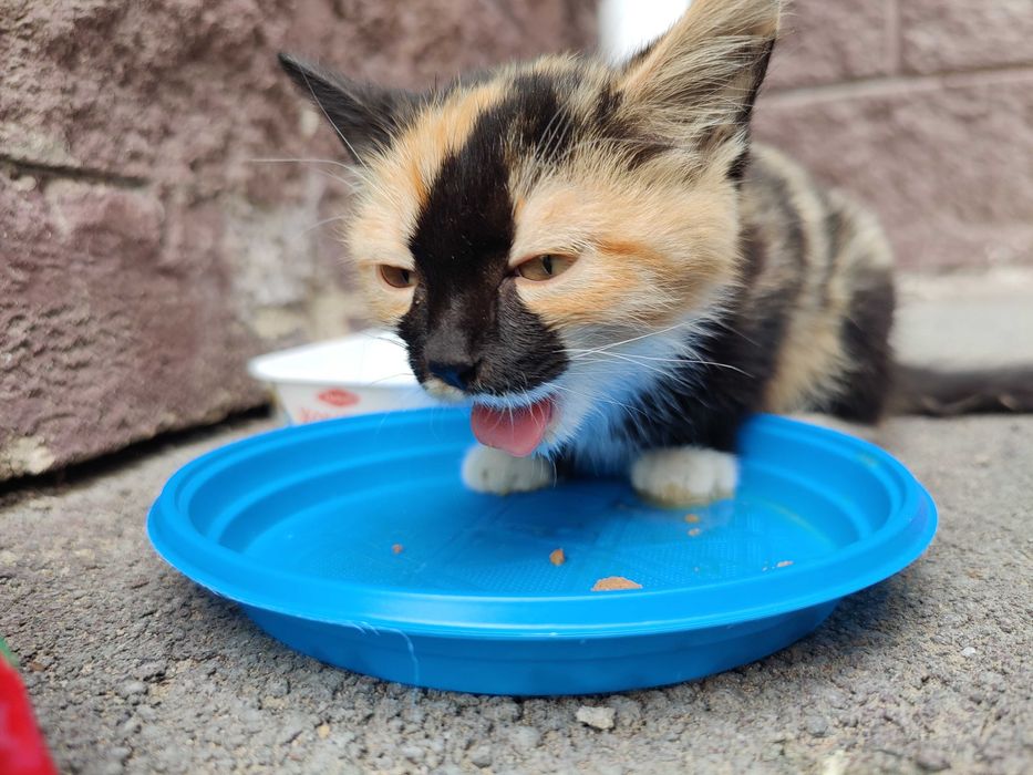 Котенок в добрые руки