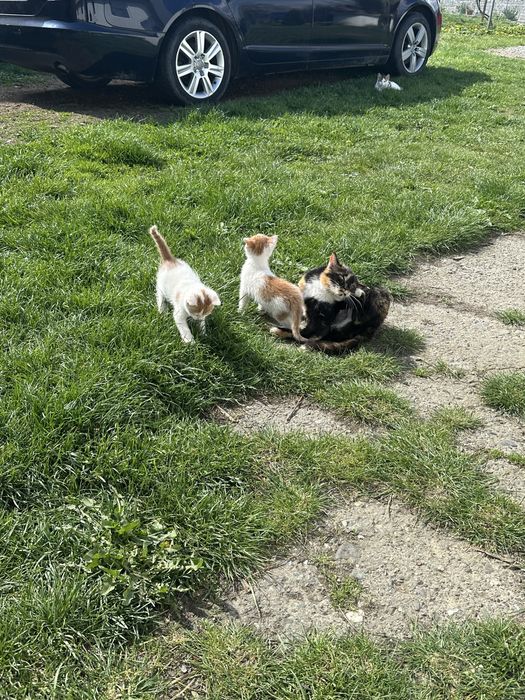 Ofer spre adoptie 4 pisoiasi  mancaciosi si frumosi