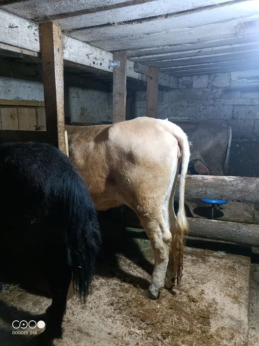 Vând Junca tânără