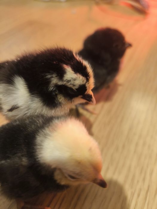 Pui bărboasă de Anvers