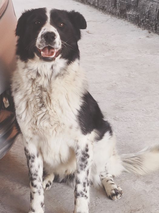 Ит сатылады, күшік әлі