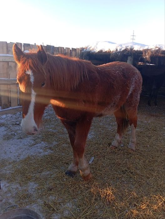 Продам кобылу и жеребца