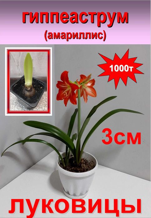 комнатные цветы гиппеаструм