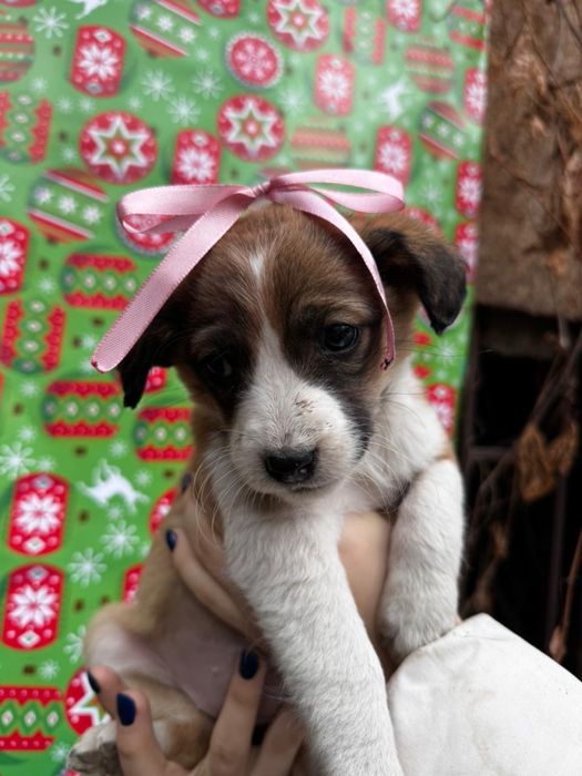 Щенки ищут свой дом