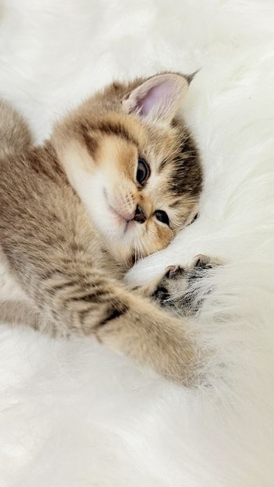 Продаю котят страйтт