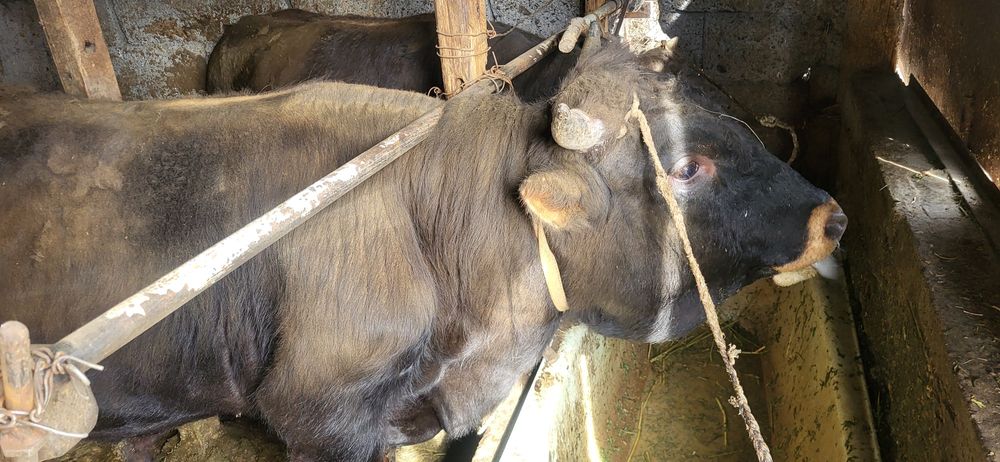 Продам 4 бычка на откорме