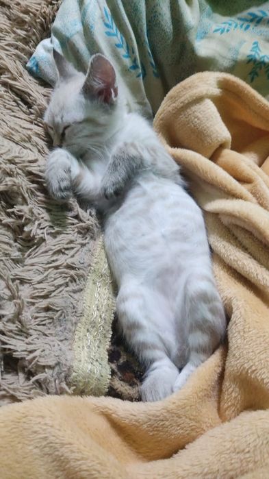 Отдам котенка в добрые руки