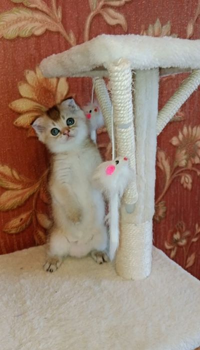 Девочка золотая Шиншила Скоттиш фолд