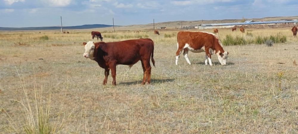 Продам потсос белоголовых