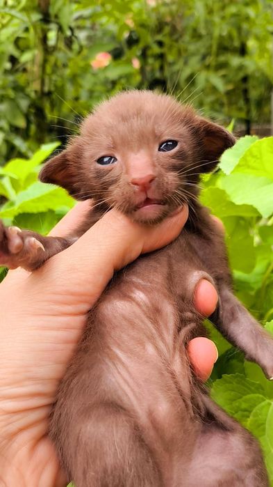 Ориентальные и Сиамы  - МАЛЬЧИКИ и ДЕВОЧКИ