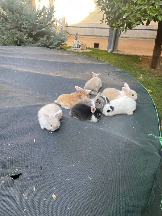 Karlik baran sotiladi hamasi chiroyli sog’lom quyonchala