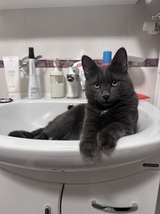 Ласковый котик ищет новый дом