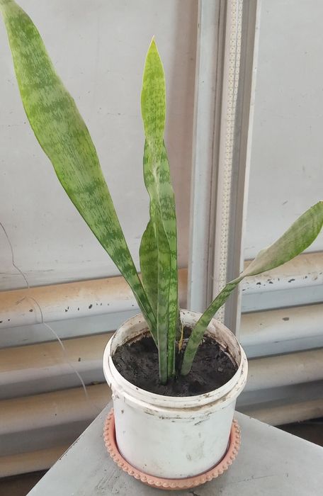 Продам домашнюю пальму